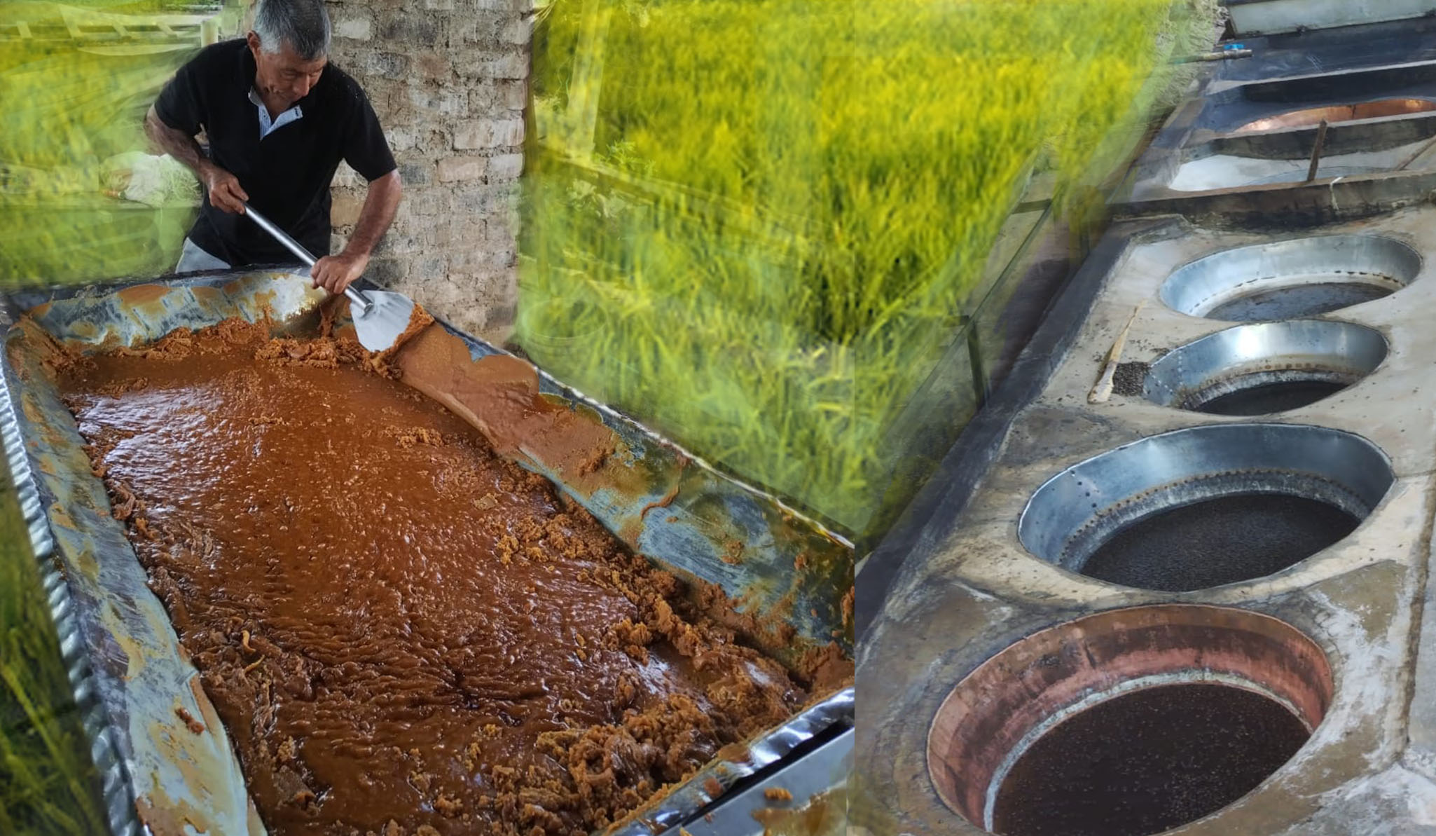 Exportacion de Panela en Colombia