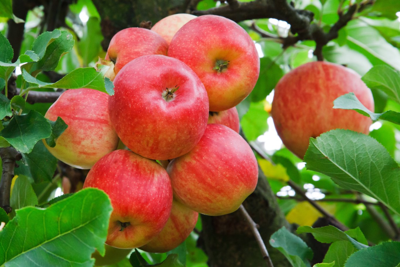 Importación y Exportacion de Frutas en Colombia